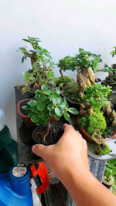 Bibit ficus Dolar Mangkok Mikro ori bonsai