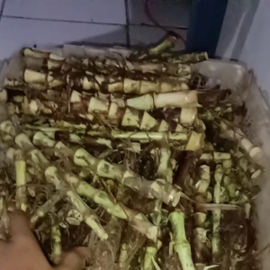bibit odot super bibit rumput odot paketan 5kg