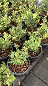 ต้นส้มด่าง ส้มด่าง ส้มใบด่าง ต้นส้มใบด่าง ส้ม ส้มมงคล ส้มมงคลด่าง ไม้ด่าง ไม้มงคล ส้มแปลก ขนาดกระถาง 11 นิ้ว