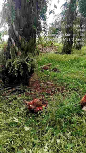 Pupuk PATEN Gold untuk Sawit: Paket Hemat 10 Box x12 Sachet x 25 ml