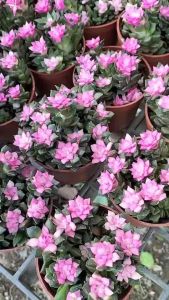 ต้นลูกชูบ ลูกชูบ แคคตัส แคคตัสลูกชูบ อนาคมเสรีนิส ไม้อวบน้ำ ลูกชูบสีชมพู