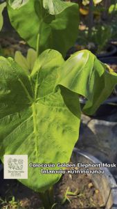 โคโลคาเซีย หน้ากากช้างทอง (Colocasia Golden Elephant Mask )ไม้ฟอกอากาศ ไม้มงคล ไม้ประดับ ไม้แต่งสวน ราคาถูกสุดๆ ไม้ด่าง ไม้หายาก