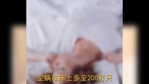 ✴️Ship Within 24H✴️ 10bag Mite Removal Bag Pure Natural Argy Wormwood Anti-Mite Agent 艾草除螨包