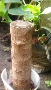 Bibit Batang Pohon Hanjuang Brazil Warna Natural Stek Panjang 15-20cm untuk Dekorasi Taman