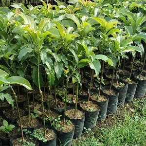 Bibit Alpukat Miki Jumbo - Termurah