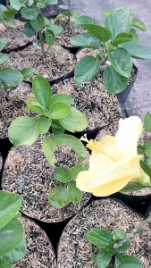 Hibiscus Rosa-Sinensis/Gumamela