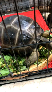 ALAS KANDANG TORTO - KURA KURA - REPTIL《100 X 120 CM》