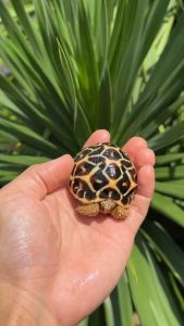 High yellow star tortoise