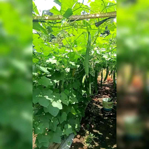 BIJI BENIH  TANAMAN GAMBAS OYONG (REPACK)