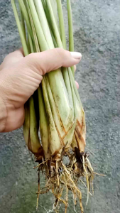 Bibit Sreh Jumbo: Tanaman Hias Indoor untuk Dekorasi Ruangan Kecil