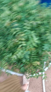 cây sầu đâu thái đọt đỏgốc toxúm xuêtrộn gỏi khô cá lóc. tặng kèm phân bón