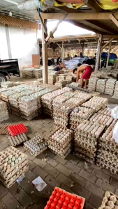 DISCIPLINE BERTELUR Vitamin Bebek petelur produksi telur banyak dan cangkang telur kuat