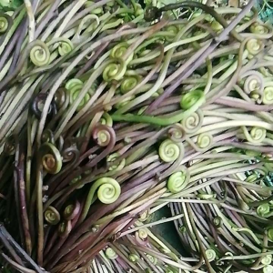 ผักกูดบ้าน2มัด