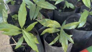 ต้นผักหวานป่าเพาะเมล็ด กล้าผักหวานป่า ผักหวานป่ายอดสีทอง Melientha suavis Pierre