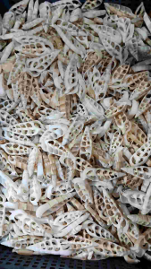 kerang belah putih - 100 gr kerang potong - kerang belah kerajinan - kerang potong