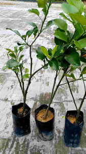 Anak Pokok Limau Bali Kahwin Isi Putih/Merah