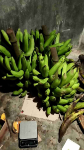 Pisang nangka fresh 1 kg