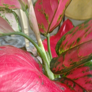 Aglaonema Sukom Jaipong Red: A Decorative & Easy-Care Indoor Plant