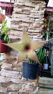 Stapelia gigantea is a species of flowering plant/ Cutting