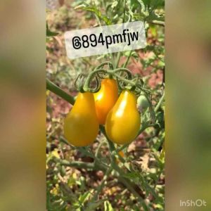เมล็ดพันธุ์ มะเขือเทศลูกแพร์ Pear Tomato (Original) *มะเขือเทศสีเหลือง Pear Tomato Yellow สายพันธุ์ OP จํานวน100เมล็ด