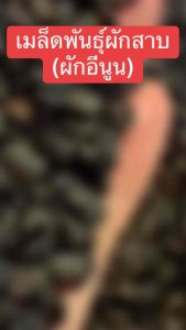 เมล็ดพันธุ์ผักสาบ(ผักอีนูน) 10 เม็ด