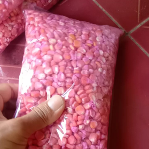 1kg BENih jagung HIBRIDA SIAP TANAM/BENIH SUPER