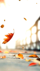 Setelan Anak Motif Natal & Tahun Baru