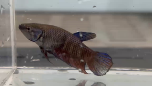 Bangkok better blue fish ( female)