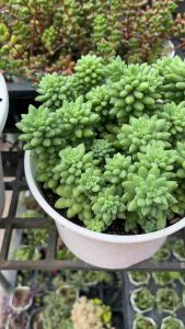 Sedum Canny Hinny ไม้อวบนำ้ จัดสวนถาด กุหลาบหิน กระถาง 2 นิ้ว