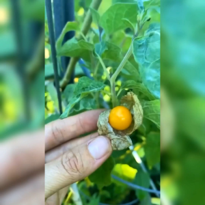 BENIH CIPLUKAN KUNING (KEMASAN ORIGINAL)