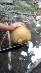 Pisau Daging & Belah Kelapa Muda: Alat Dapur Praktis