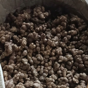 1kg Gừng đen( NGẢI ĐEN) tươi loại già đào rừng loại già lâu năm. không pha trộn hàng trồng.