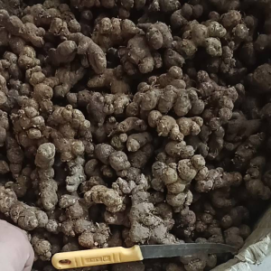 500g Gừng đen( NGẢI ĐEN) tươi loại già đào rừng loại già lâu năm. không pha trộn hàng trồng. - Lazada