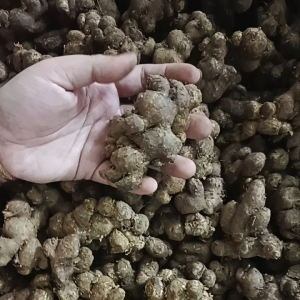 1kg Gừng đen( NGẢI ĐEN) tươi loại già đào rừng . không pha trộn hàng trồng.