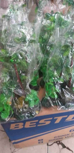 Hiasan aquarium aquascape Pohon Kelapa