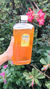 ชาหมัก คอมบูชา Kombucha รส Original ดีท็อกซ์ ท้องผูก มีโพรไบโอติกสูง Probiotic keto เจ Vegan