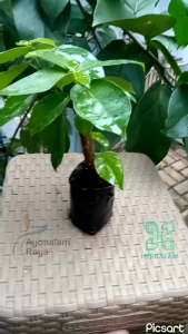 Bibit Pohon Cincau Hijau: Tanaman Daun Cingcau Jelly Perdu Super Unggul