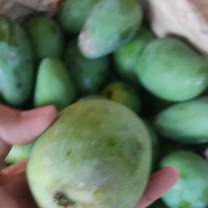 mangga harumanis \buah mangg segar /1kg mangga