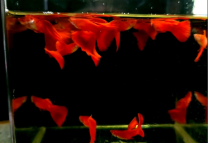 Albino Full Red Guppy (AFR) / 全红白子孔雀鱼