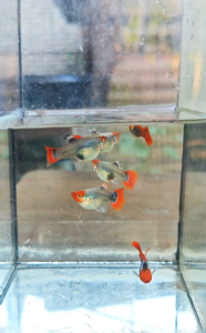 Guppy Koi Tuxedo Short Body 1 Pair male female