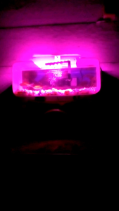 lampu led aquarium 5v pink ungu 10mata