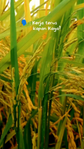 Bibit Padi Cibatu 06 kemasan 1kg Berhadiah langsung jika beruntung