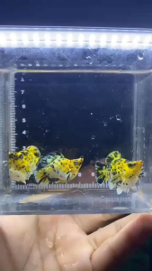 Pikachu Trio Fish Food for Pet Supplies - Yellow and Black Patterned Fish in a Container