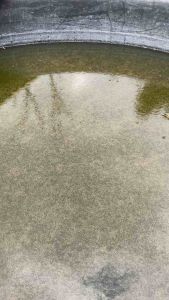 new "Rs522 ไรแดง พันธ์ุไรแดงสยาม เลี้ยงได้ทั้งแบบน้ำใสและแบบน้ำเขียวคลอเรลลา เพื่อความสวยคุยและเสริมสร้างสภาพร่างกาย