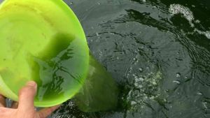 ปูนขาว ปูนเผโปร ปูนเปลือกหอย รวมปูนสำหรับใช้ในบ่อเพาะเลี้ยงไรแดง | Ra522