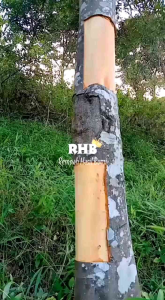 Kayu Manis Super Kering 100% Kualitas Asli PREMIUM