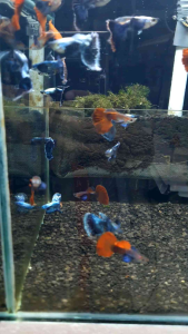 Blue Dumbo Guppy/Ornamental fish/Freshwater/Readystock