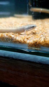 Senegalus Bichir/Ornamental fish/Freshwater/Readystock