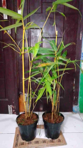 bambu kuning tumbuh +pot media tanam