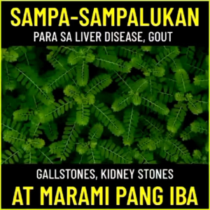 CHANCA PIEDRA CAPSULE 500mg Anti-Kidney Stones and Gallstones Breaker Health 100 Capsule